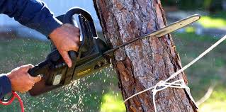 How Our Tree Care Process Works  in  West Nyack, NY