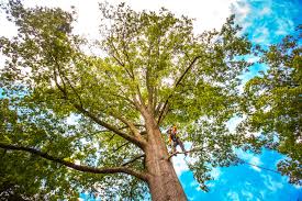 Trusted West Nyack, NY Tree Services Experts